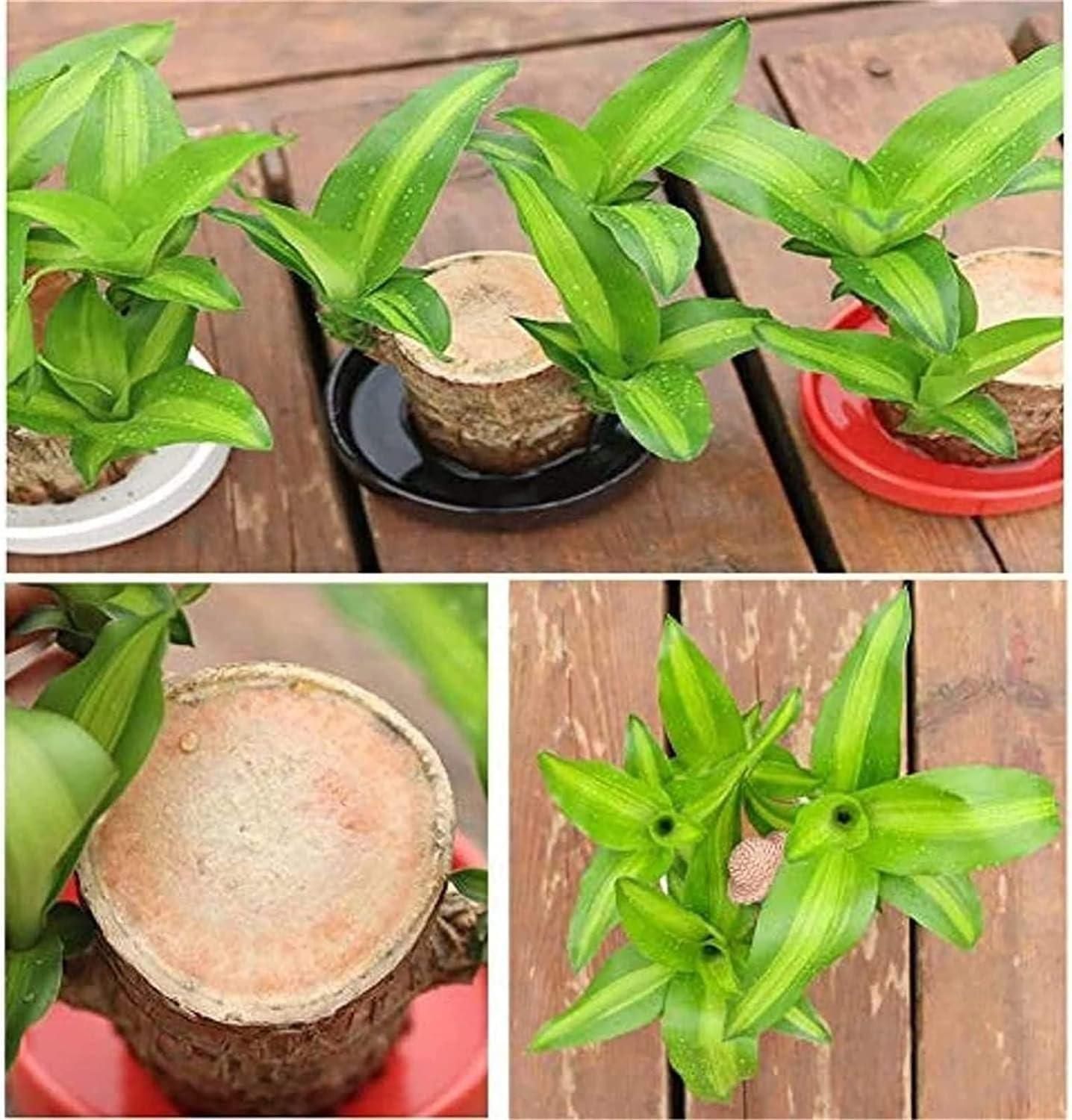 Brazilian Lucky Wood, Mini Home Plant Decorations - NuroHub
