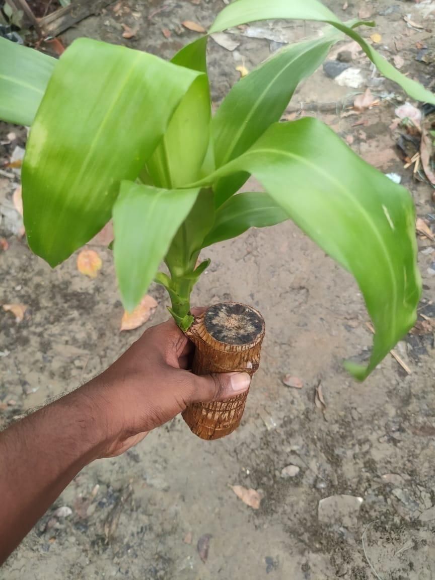 Brazilian Lucky Wood, Mini Home Plant Decorations - NuroHub