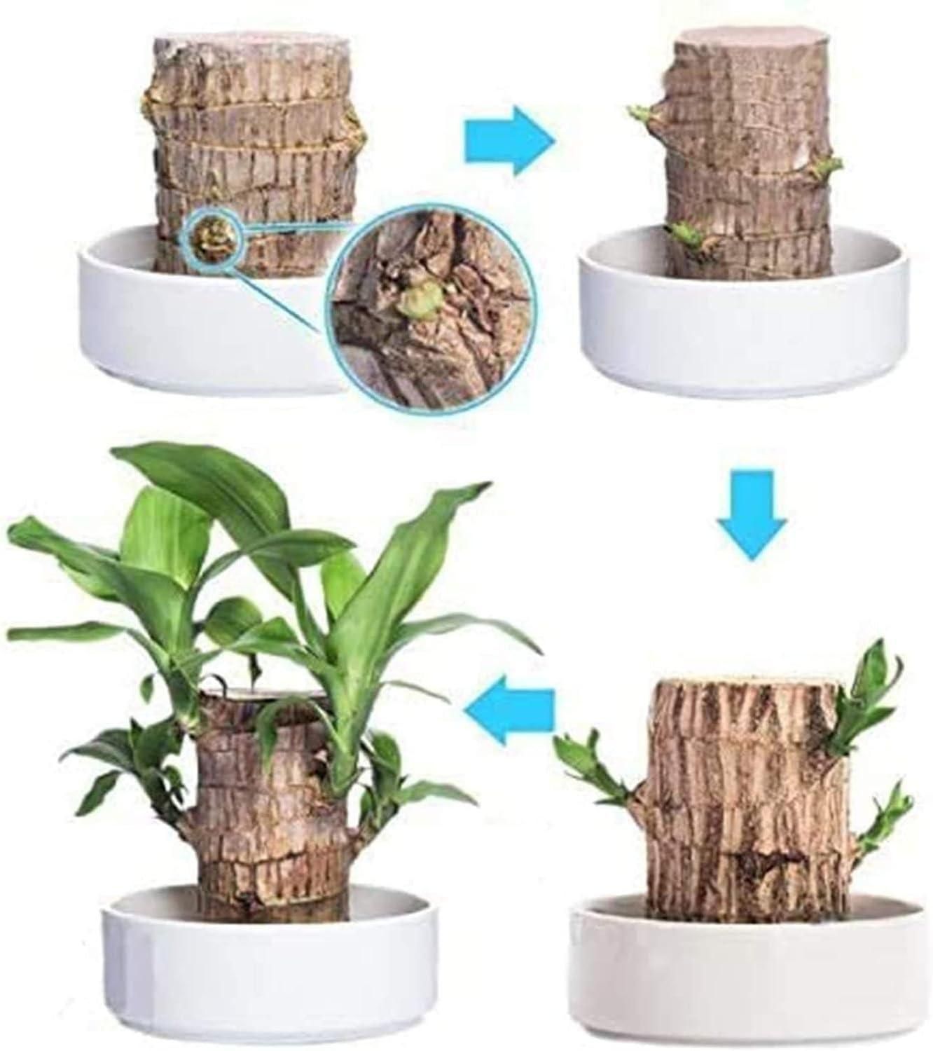 Brazilian Lucky Wood, Mini Home Plant Decorations - NuroHub