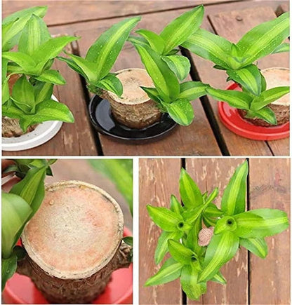Brazilian Lucky Wood, Mini Home Plant Decorations - NuroHub