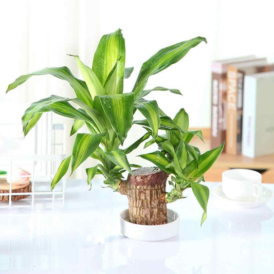Brazilian Lucky Wood, Mini Home Plant Decorations - NuroHub