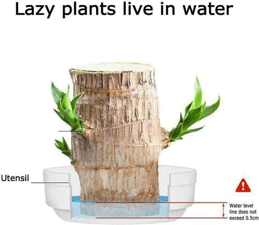 Brazilian Lucky Wood, Mini Home Plant Decorations - NuroHub