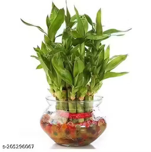 TWO LAYER LUCKY BAMBOO PLANT WITH ROUND GLASS POT